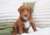 Peggy, a female Miniature Goldendoodle for sale in Millersburg, IN – 2 of 8