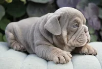 Diesel , a male English Bulldog and Olde English Bulldogge for sale in Millersburg, IN – 3 of 4