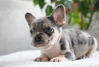 Aspen, a female French Bulldog for sale in Millersburg, IN – 3 of 6