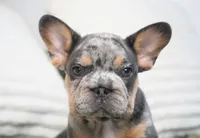 Bessie, a female French Bulldog for sale in Millersburg, IN – 5 of 7