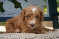 Moose , a male Goldendoodle for sale in Millersburg, IN – 3 of 4