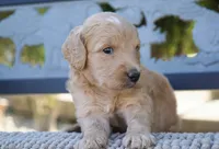 Chanel, a female Goldendoodle for sale in Millersburg, IN – 3 of 4