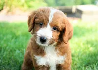 Nala , a female Goldendoodle for sale in Millersburg, IN – 4 of 5