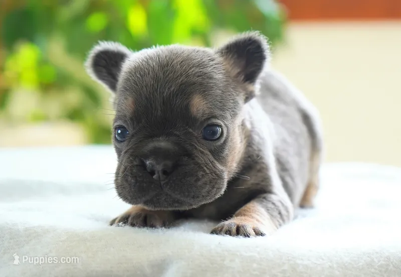 Sophie – French Bulldog puppy for sale in Millersburg, IN