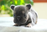Sophie, a female French Bulldog for sale in Millersburg, IN – 1 of 5