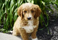 Waffle, a male Goldendoodle for sale in Millersburg, IN – 3 of 4
