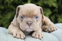 Gucci, a male English Bulldog and Olde English Bulldogge for sale in Millersburg, IN – Photo 3 of 4