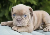 Gucci, a male English Bulldog and Olde English Bulldogge for sale in Millersburg, IN – Photo 4 of 4