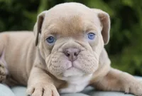 Gucci, a male English Bulldog and Olde English Bulldogge for sale in Millersburg, IN – Photo 1 of 4