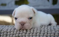 Calypso, a female French Bulldog for sale in Millersburg, IN – 3 of 4