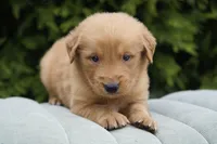 Rufus, a male Golden Retriever for sale in Millersburg, IN – Photo 4 of 4