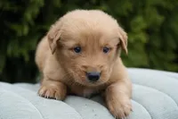 Rufus, a male Golden Retriever for sale in Millersburg, IN – Photo 2 of 4