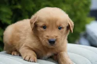 Rufus, a male Golden Retriever for sale in Millersburg, IN – Photo 1 of 4