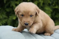 Rufus, a male Golden Retriever for sale in Millersburg, IN – Photo 3 of 4