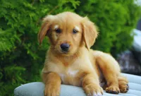 Simba, a male Golden Retriever for sale in Millersburg, IN – 9 of 9