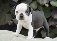 Marley, a male Boston Terrier for sale in Millersburg, IN – 2 of 4