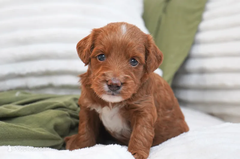 Peggy – Miniature Goldendoodle puppy for sale in Millersburg, IN