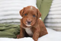 Peggy, a female Miniature Goldendoodle for sale in Millersburg, IN – 1 of 8