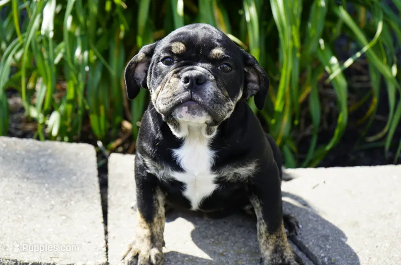 Eleanor  – English Bulldog, Olde English Bulldogge puppy for sale in Millersburg, IN