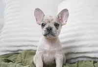 Winston, a female French Bulldog for sale in Millersburg, IN – 3 of 7