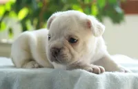 Benjamin , a male French Bulldog for sale in Millersburg, IN – 3 of 3