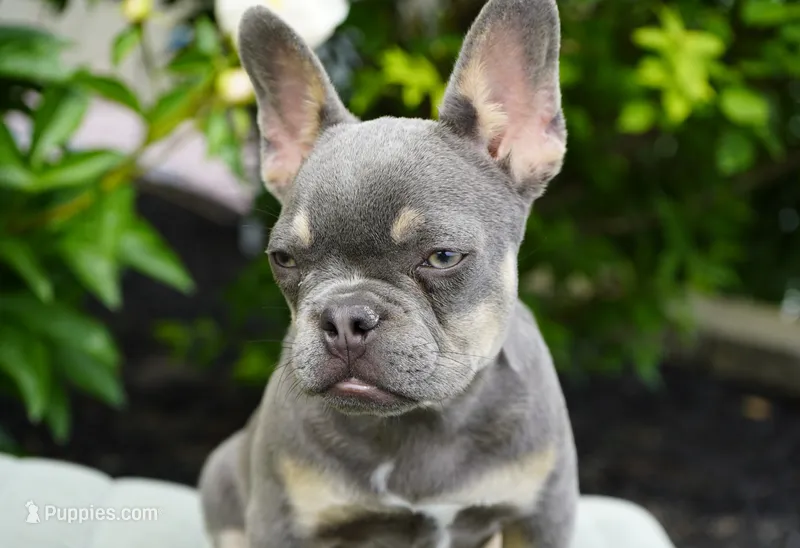 Salish – French Bulldog puppy for sale in Millersburg, IN