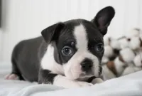 Nixon, a male Boston Terrier for sale in Millersburg, IN – Photo 2 of 4