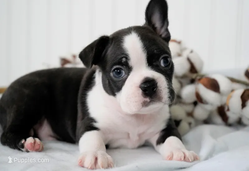 Nixon – Boston Terrier puppy for sale in Millersburg, IN