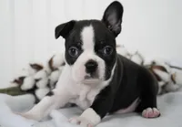 Nixon, a male Boston Terrier for sale in Millersburg, IN – Photo 3 of 4