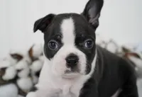 Nixon, a male Boston Terrier for sale in Millersburg, IN – Photo 4 of 4
