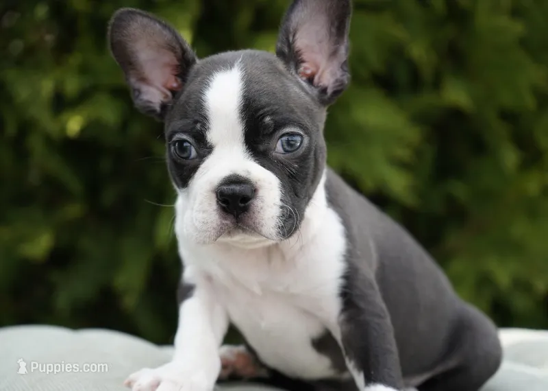Nixon – Boston Terrier puppy for sale in Millersburg, IN