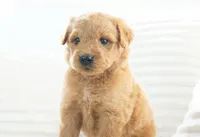 Nova, a female Goldendoodle for sale in Millersburg, IN – 6 of 8
