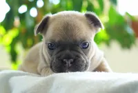 Poppy, a female French Bulldog for sale in Millersburg, IN – 3 of 5