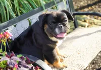 Panda, a male French Bulldog for sale in Millersburg, IN – 2 of 5