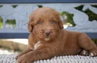 Goose , a male Goldendoodle for sale in Millersburg, IN – 5 of 5