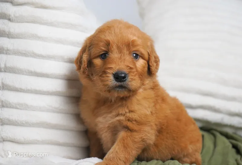 Sterling – Goldendoodle puppy for sale in Millersburg, IN