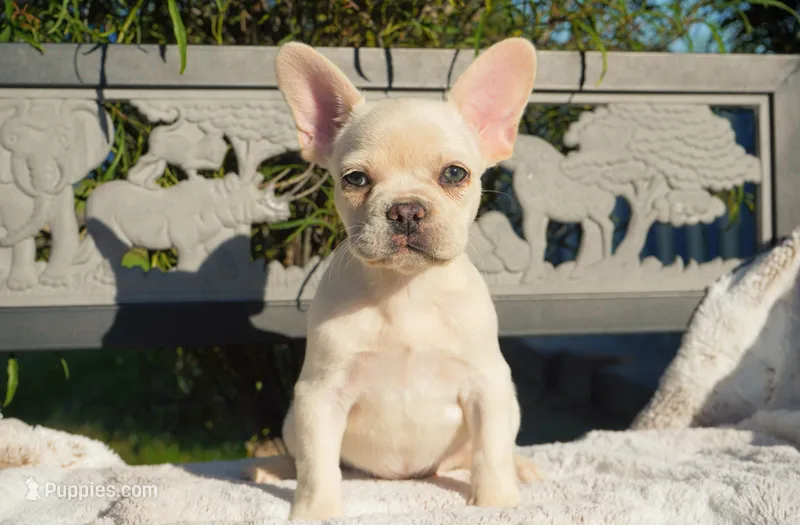 Paris – French Bulldog puppy for sale in Millersburg, IN
