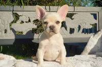 Paris, a female French Bulldog for sale in Millersburg, IN – 1 of 5