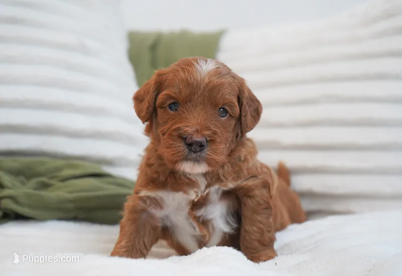 Pruitt – Miniature Goldendoodle puppy for sale in Millersburg, IN