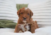 Pruitt, a male Miniature Goldendoodle for sale in Millersburg, IN – 1 of 10