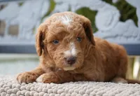 Moose , a male Goldendoodle for sale in Millersburg, IN – 4 of 4