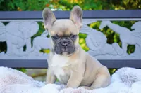 Poppy, a female French Bulldog for sale in Millersburg, IN – 4 of 7
