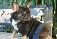Truffle , a female French Bulldog for sale in Millersburg, IN – 2 of 5