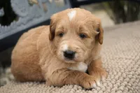 Benny, a male Goldendoodle for sale in Millersburg, IN – 5 of 6