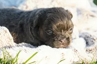 Mia, a female French Bulldog for sale in Millersburg, IN – 2 of 4