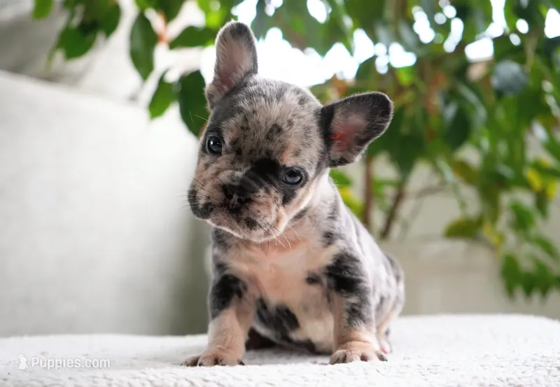 Polly – French Bulldog puppy for sale in Millersburg, IN