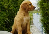 Simba, a male Golden Retriever for sale in Millersburg, IN – 3 of 9