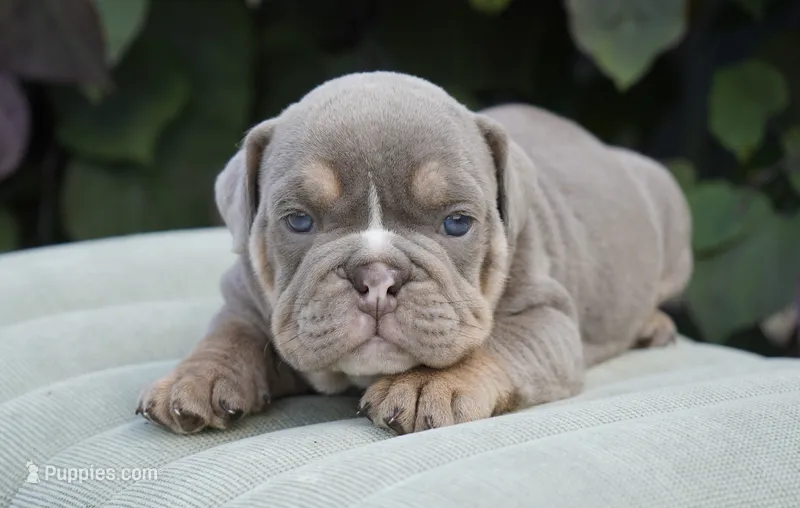 Diesel  – English Bulldog, Olde English Bulldogge puppy for sale in Millersburg, IN