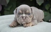 Diesel , a male English Bulldog and Olde English Bulldogge for sale in Millersburg, IN – 1 of 4