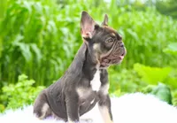 Mochi, a female French Bulldog for sale in Millersburg, IN – 3 of 5